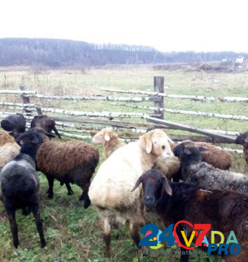 Овцы курдючные Ulu-Telyak - photo 1