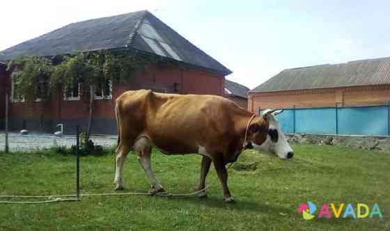 Корова Shali