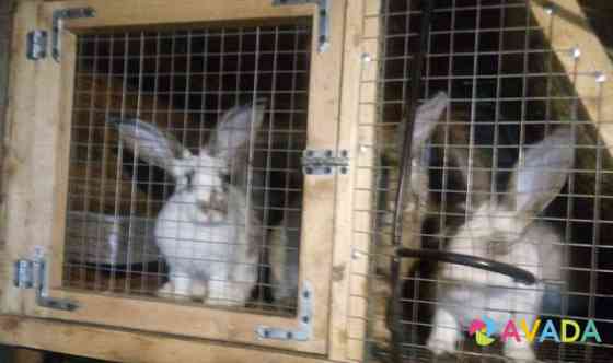 Кролики Novoselki