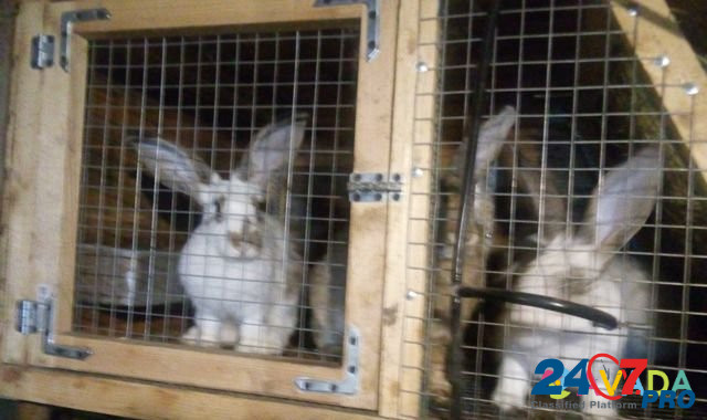 Кролики Novoselki - photo 1
