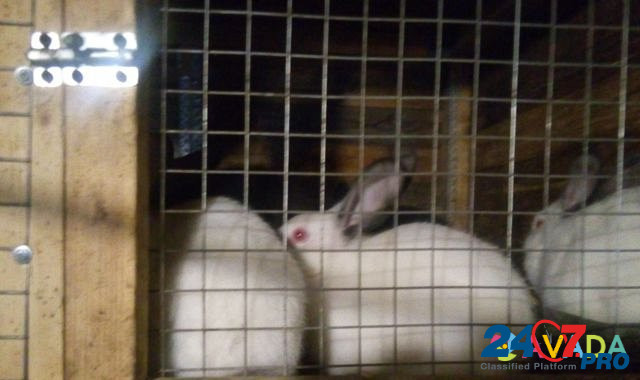 Кролики Novoselki - photo 2