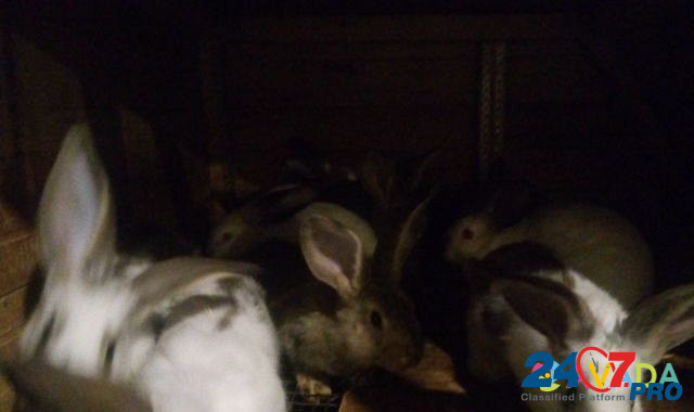 Кролики Novoselki - photo 5