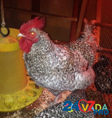 Цыплята. Инкубационной яйцо Sergiyev Posad - photo 7