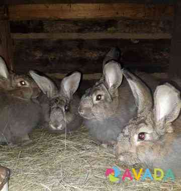 Кролики пуховые Красногвардеец