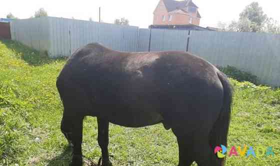 Лошадь упрежная Staraya Kupavna