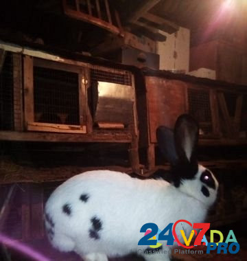 Продам кроликов Nizhniy Lomov - photo 4