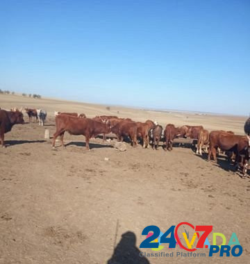 Продаю быков Arzgir - photo 2