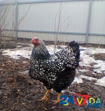 Курица Vurnary - photo 1
