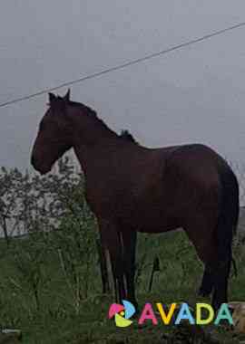 Лошадь Ansalta