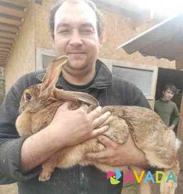 Кролики Smolensk