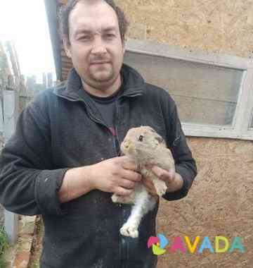 Кролики Smolensk