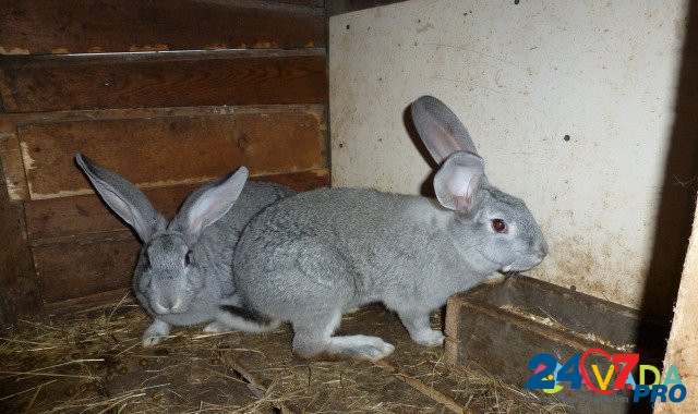 Продам кроликов Алексеевка - изображение 1