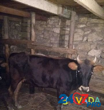 Корова,бычок и молодые телята Derbent - photo 3