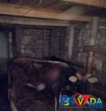 Корова,бычок и молодые телята Derbent - photo 2