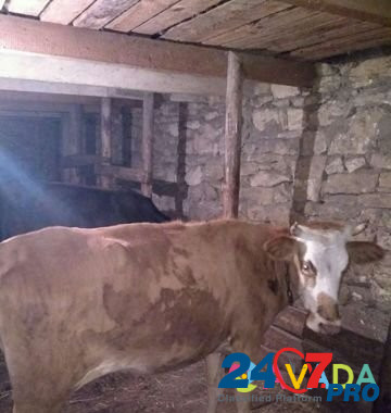 Корова,бычок и молодые телята Derbent - photo 4