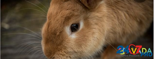 Кролики Ахтубинск - изображение 1