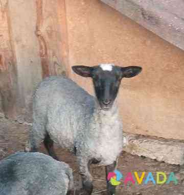 Продам овец Vyazovka