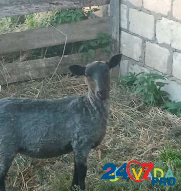 Продам овец Vyazovka - photo 2