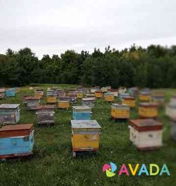 Продам пчелосемьи после откачки меда Аркадак