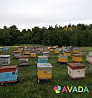 Продам пчелосемьи после откачки меда Arkadak