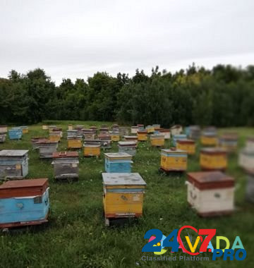 Продам пчелосемьи после откачки меда Arkadak - photo 1