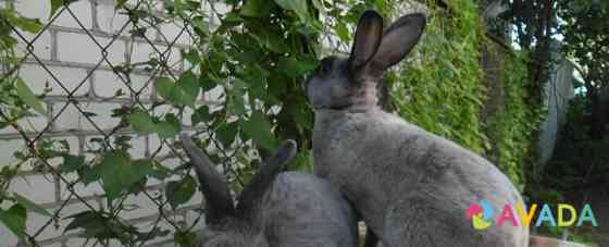 Кролики Рекс, большой выбор окрасов Липецк