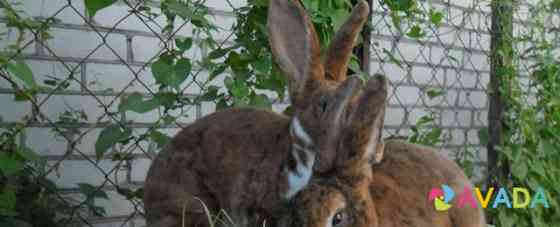 Кролики Рекс, большой выбор окрасов Lipetsk