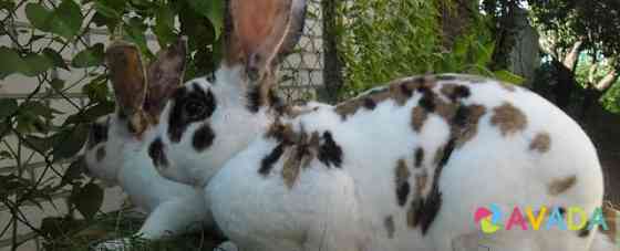 Кролики Рекс, большой выбор окрасов Lipetsk