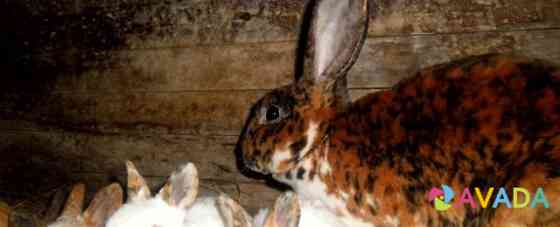Кролики Рексы от 2-х мес и старше Липецк