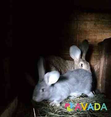 Кролики мясной породы Chapayevsk