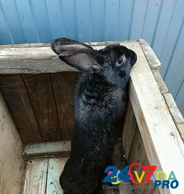 Кролики мясной породы Chapayevsk - photo 1
