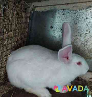Кролики породы Паннон Zakan-Yurt