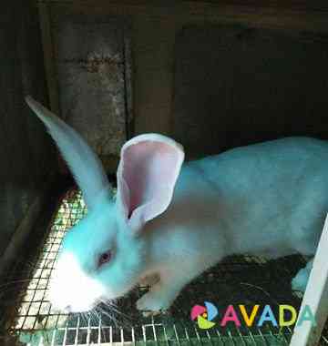 Кролики породы Паннон Zakan-Yurt