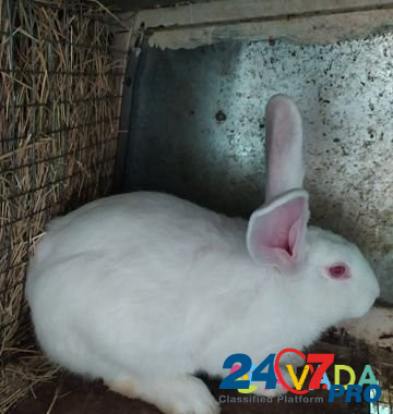 Кролики породы Паннон Zakan-Yurt - photo 1