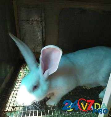 Кролики породы Паннон Zakan-Yurt - photo 2