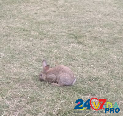 Кролик Madzhalis - photo 2