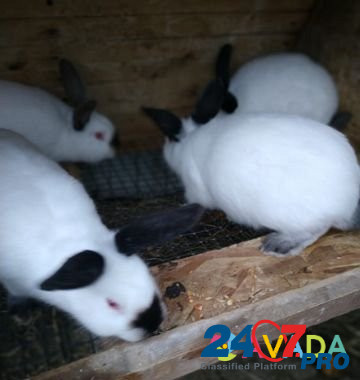Продаю кроликов Rostov-na-Donu - photo 3