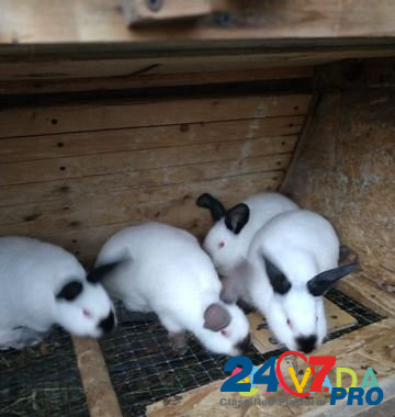 Продаю кроликов Rostov-na-Donu - photo 2