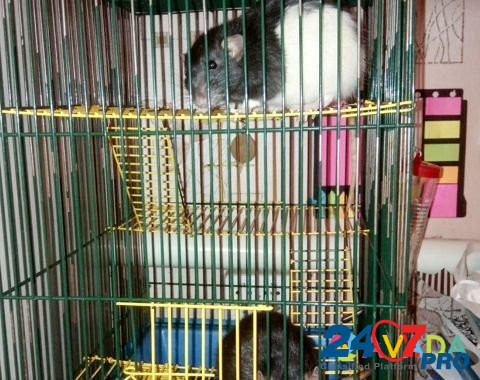 Две крысы, дамбо и стандарт Volgograd - photo 3