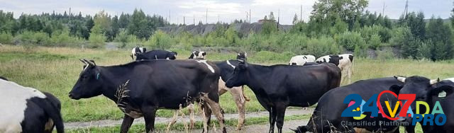 Тёлки,коровы,быки,бараны Kushva - photo 3