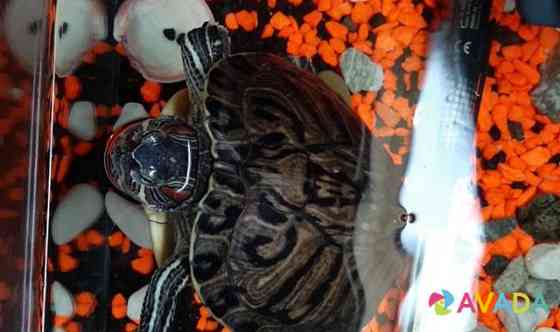 Черепахи красноухи Жуков