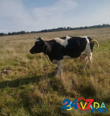 Корова Mamonovo - photo 2
