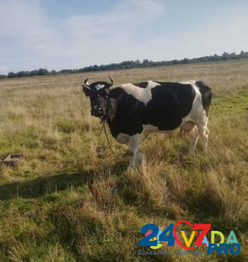 Корова Mamonovo - photo 1
