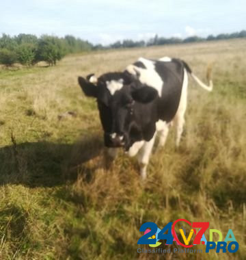 Корова Mamonovo - photo 3