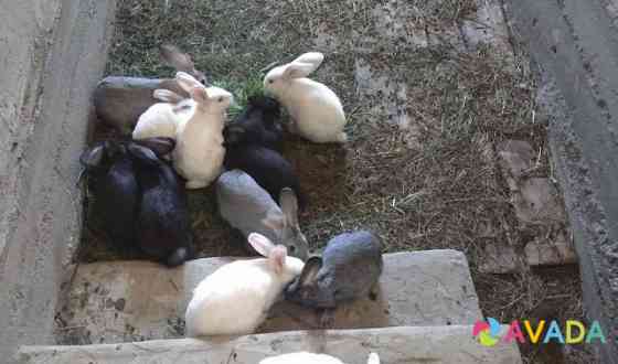 Кролики Нижние Вязовые