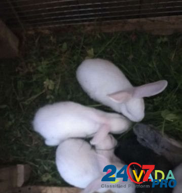 Кролики Nizhniye Vyazovyye - photo 5