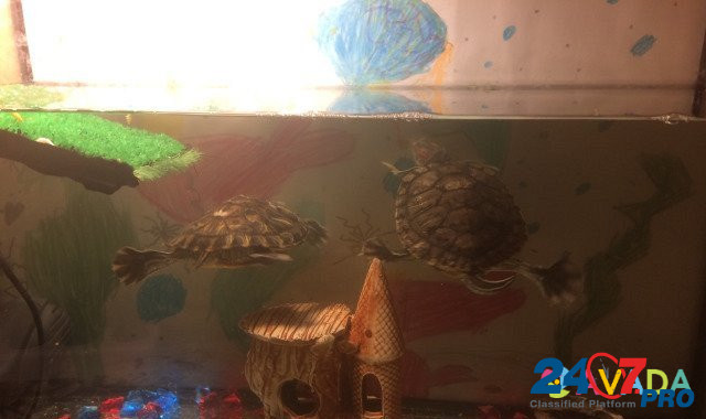 Красноухие черепахи и аквариум Vladimir - photo 2