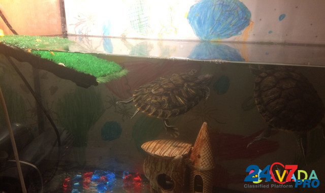 Красноухие черепахи и аквариум Vladimir - photo 5
