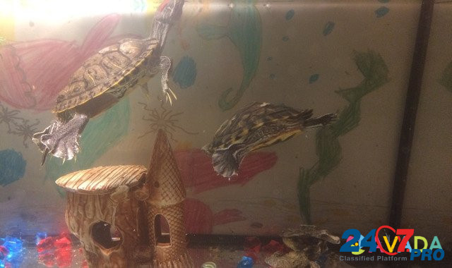 Красноухие черепахи и аквариум Vladimir - photo 4