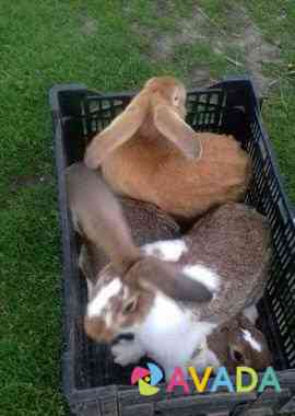 Кролики на поросят Ржев